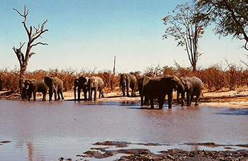 Kruger elephants